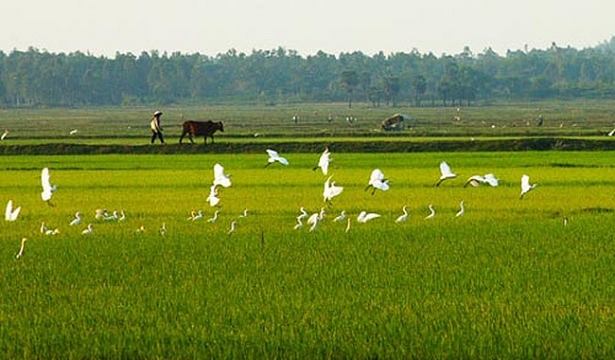 Gần 16ha đất trng lúa tại Thái Nguyên được Thủ tướng duyệt chuyển đổi làm dự án